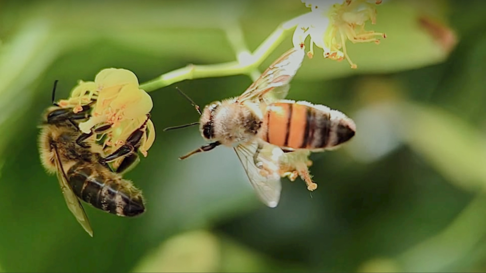 Das Bienendilemma